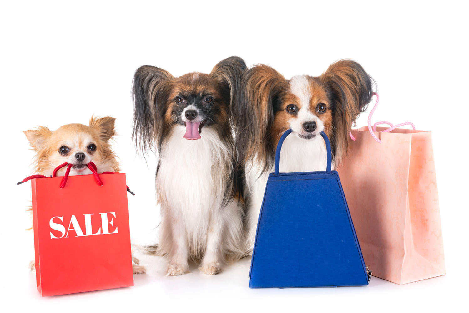 What Kind of Discount is Best for Your Pet Business?